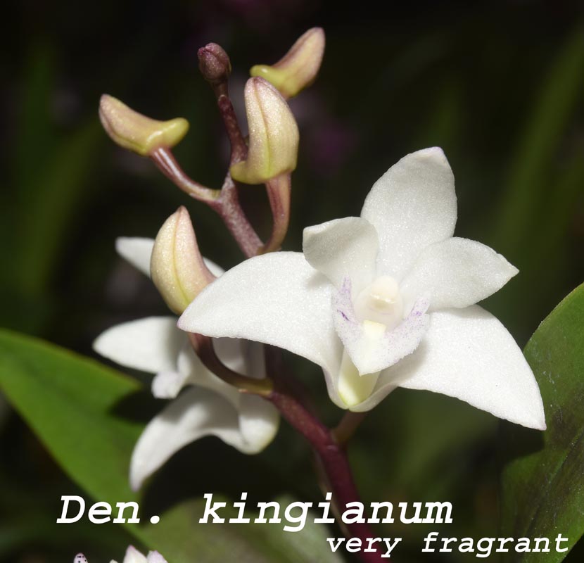 Den. kingianum_white fragrant - 4\"-pot prev bloom